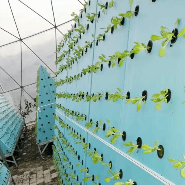 Papa Waiwai Maama Maama mo te Hydroponic